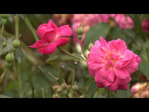 how to grow award winning roses