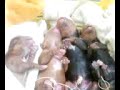 Cavalier puppies .. birth to 1days old