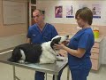 Watch the Dog Grooming Video