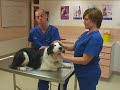 Watch the Dog Grooming Video