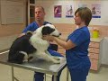 Watch the Dog Grooming Video