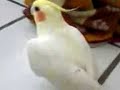 � do periquito rico! Chico! fiu fiuuuu