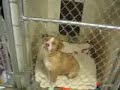 i-goodsearch-for-the-henry-county-humane-society.html