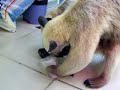 Anteaters Quibble over blue cheese
