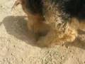 Airedale Terrier video