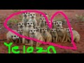 Tribute to Yelozo Tribute to Yelozo