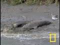 bottlenose hunt on sandy shore
