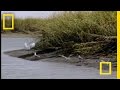 Bottlenose Hunt on Sandy Shore