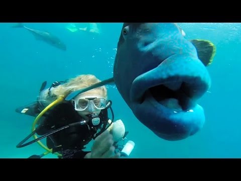GIGANTIC FISH%21