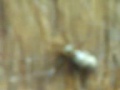 videos de spiders kill cameras
