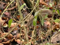 Belette ( Mustela nivalis) Belette ( Mustela nivalis)