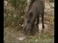 The-wild-boar-in-cit