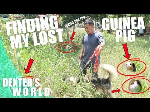 video-linktoworks-FINDING MY LOST GUINEA PIGS!