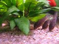 Corydoras Sterbai