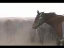 Cattle Drive/short version