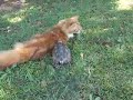 Tortoise Attacks Cats (The Tortoise and the Cathair Lol)