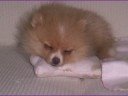 The tiny pomeranian LANA