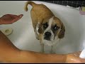 Puggle Bath-time Puggle Bath-time