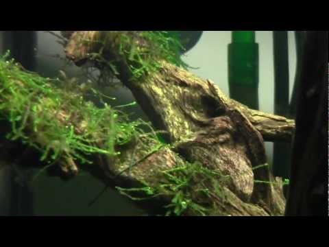 how to grow aquatic moss