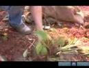 How To Be Hands On With Black Eye Susans How To Be Hands On With Black Eye Susans