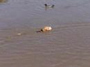 Bentley duck hunting #2 Bentley duck hunting #2