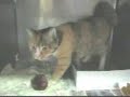 Zoey the cat Trim Kids Diet