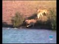 LA PELEA EN LA SABANA; LEONAS, B�FALOS Y UN COCODRILO!!R2D2!