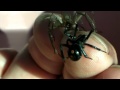 Brown Recluse and Black Widow on my hand at the same time