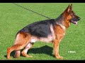the garman shepheard dogs