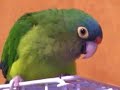 Half Moon Conure Speaks