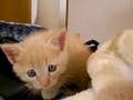 ミルクティ子猫ゆうくん成長中
