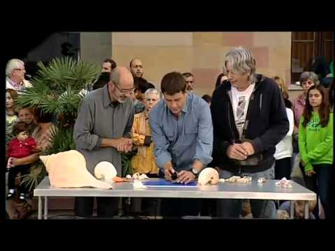 Tanit didàctica i difusió cultural - Tanit didàctica i difusió cultural -