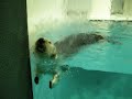 Lontra espertinha aproveita a água doce para lavar seu rosto! 