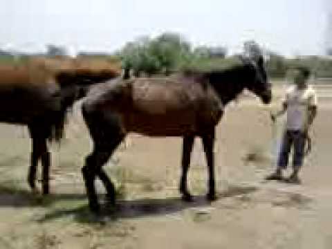 apareamiento caballos