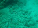 Whitemouth Moray
