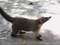 video-de-guatemala.html
