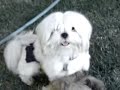 Romeo's Exhaustion due to Chastity Belt