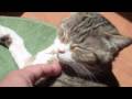 SONY MHS-PM1 Test Movie part 3