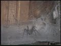 spider attack