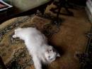 Mon chat Arno