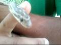 Corn Snake