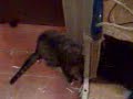 Cat goes mad 3: Why can\