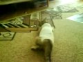 Drunk Cat or Sedated Cat ? - Thumb #1