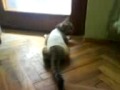 Drunk Cat or Sedated Cat ? - Thumb #2