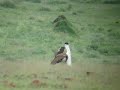 Great Indian Bustard in solapur, India.