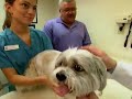 Career Profiles: Small Animal Practice Career Profiles: Small Animal Practice