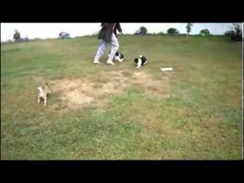 AKC Teddy Bear (See Video www.CompanionPups.com)