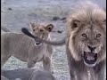 3 lion killed elephant.avi