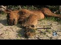 Black Mamba vs Dead Lion 05 - Deadly Snake Attacks Lion