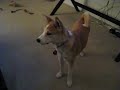 I uploaded a YouTube video -- Kira Talks - Oct 2009 http://bit.ly/4kFM0N